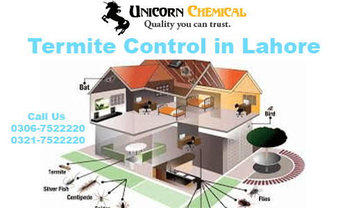 termite control in lahore